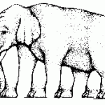 Слон Оптические иллюзии