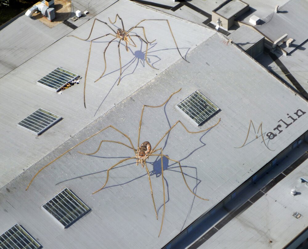 3D рисунок пауков долгоножек